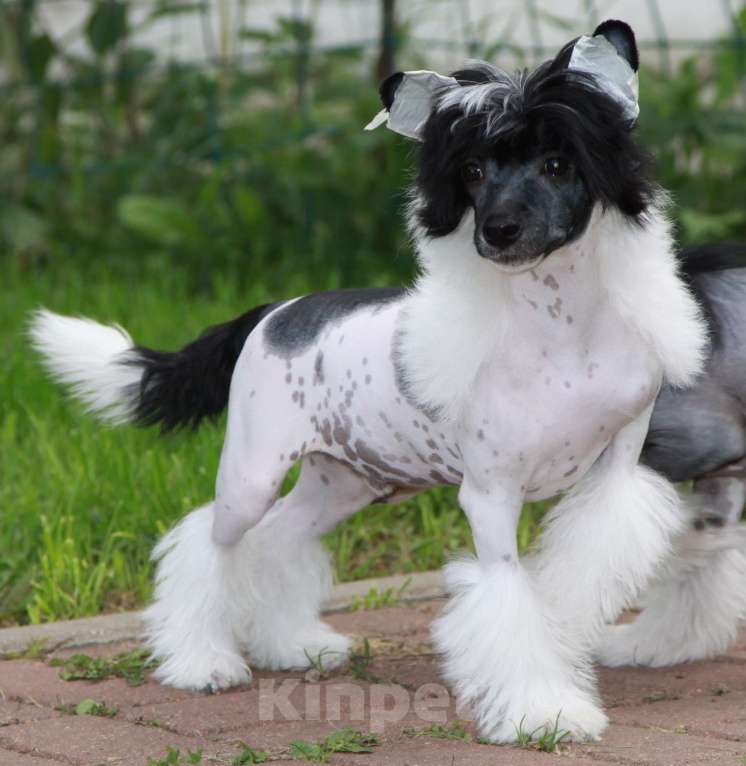 Собаки в других городах Московской области: Мальчик Премьер Мари Звездочет Мальчик, 25 000 руб. - фото 5