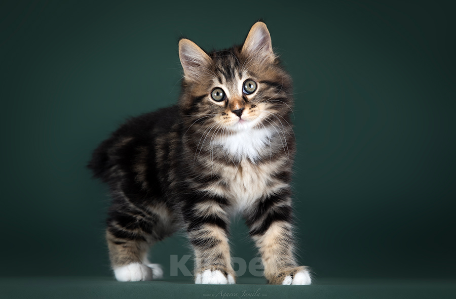 Кошки в Балашихе: Котик - Курильский бобтейл - 4 месяца Мальчик, 50 000 руб. - фото 4