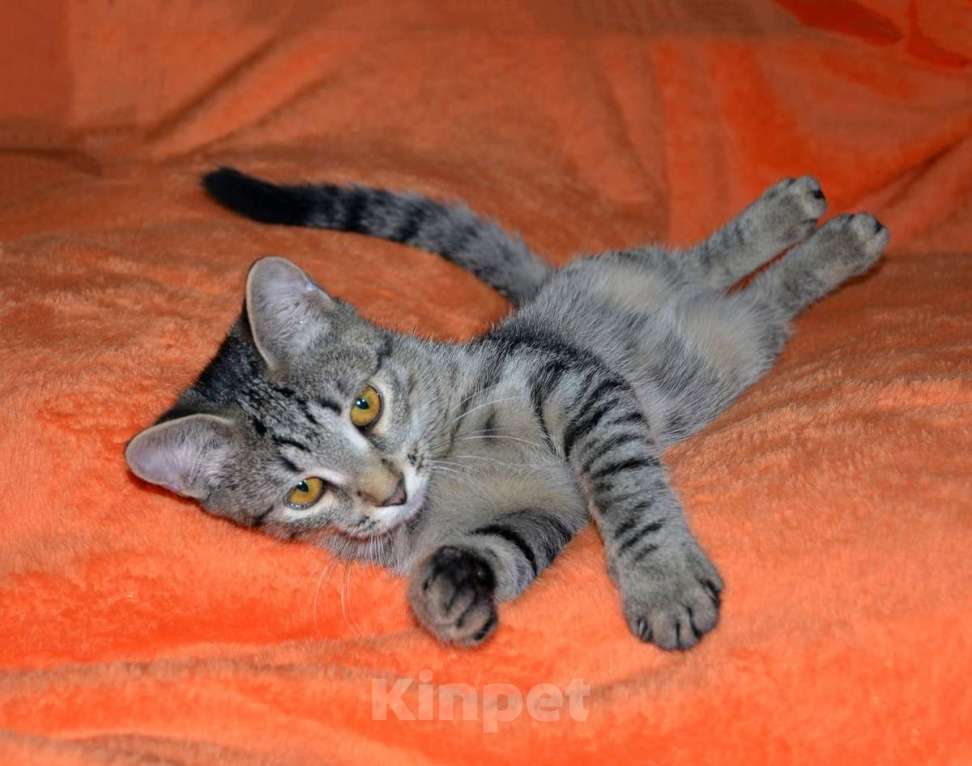 Кошки в Москве: Полосатый котенок Мия в добрые руки Девочка, 1 руб. - фото 6