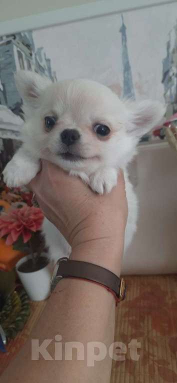 Собаки в Москве: Красивый мальчик чихуахуа Мальчик, 25 000 руб. - фото 4