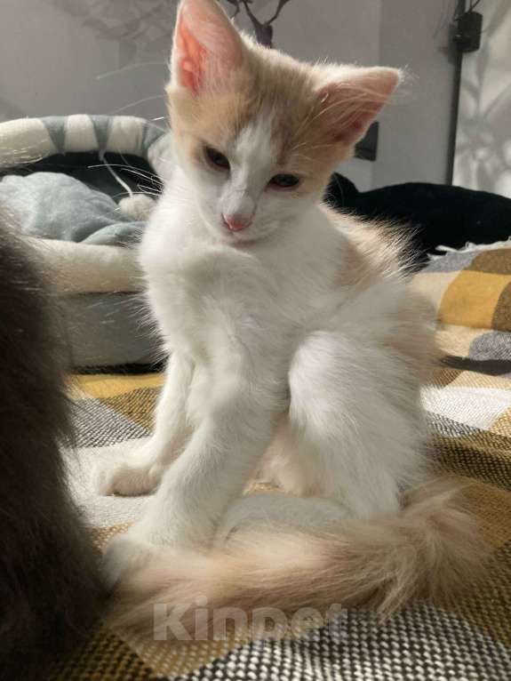 Кошки в Москве: Доиашний котенок-девочка в дар Девочка, Бесплатно - фото 7