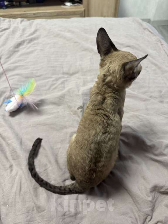 Кошки в Иваново: Котенок девочка породы Корниш-рекс Девочка, 25 000 руб. - фото 3