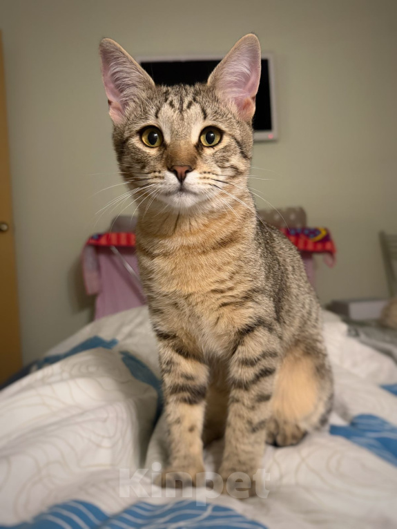 Кошки в Москве: Котёнок Фунтик в добрые руки Мальчик, Бесплатно - фото 3