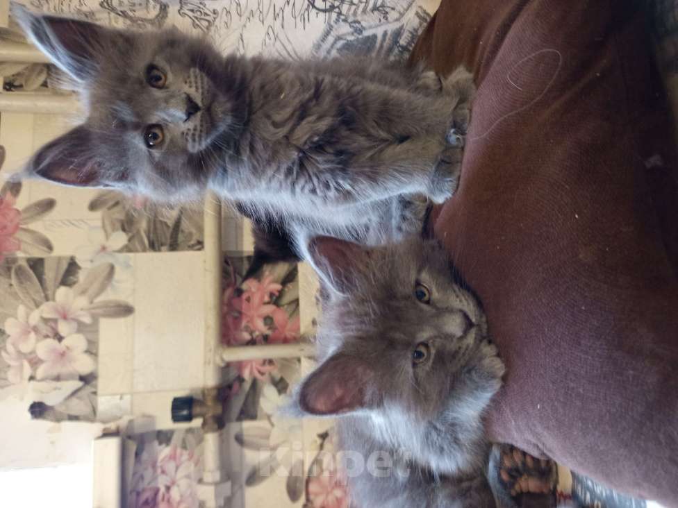 Кошки в других городах Ленинградской области: Котята Менйн Кун polidakt Мальчик, 25 000 руб. - фото 1