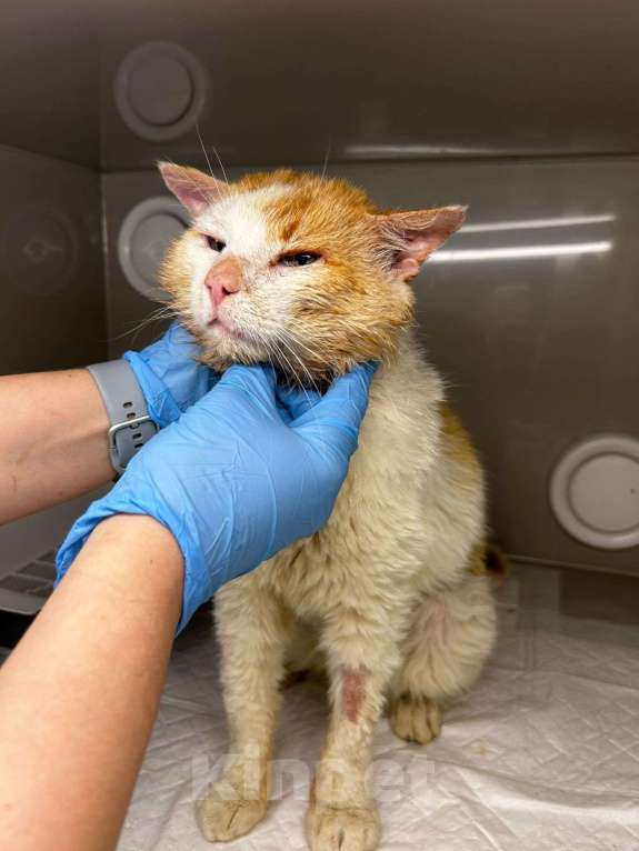 Кошки в Москве: Отдам кота в добрые руки бесплатно Мальчик, Бесплатно - фото 4