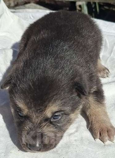 Собаки в Солнечногорске: Отдам щенка в добрые руки Мальчик, Бесплатно - фото 9