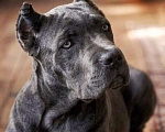 Собаки в Москве: Серая девочка кане корсо. Девочка, 100 000 руб. - фото 2