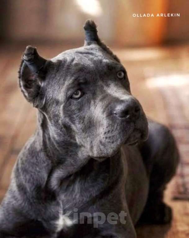 Собаки в Москве: Серая девочка кане корсо. Девочка, 100 000 руб. - фото 2