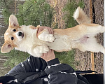 Собаки в Дубне: Девочки Вельш -корги пемброк 6 месяцев .  Девочка, 50 000 руб. - фото 4