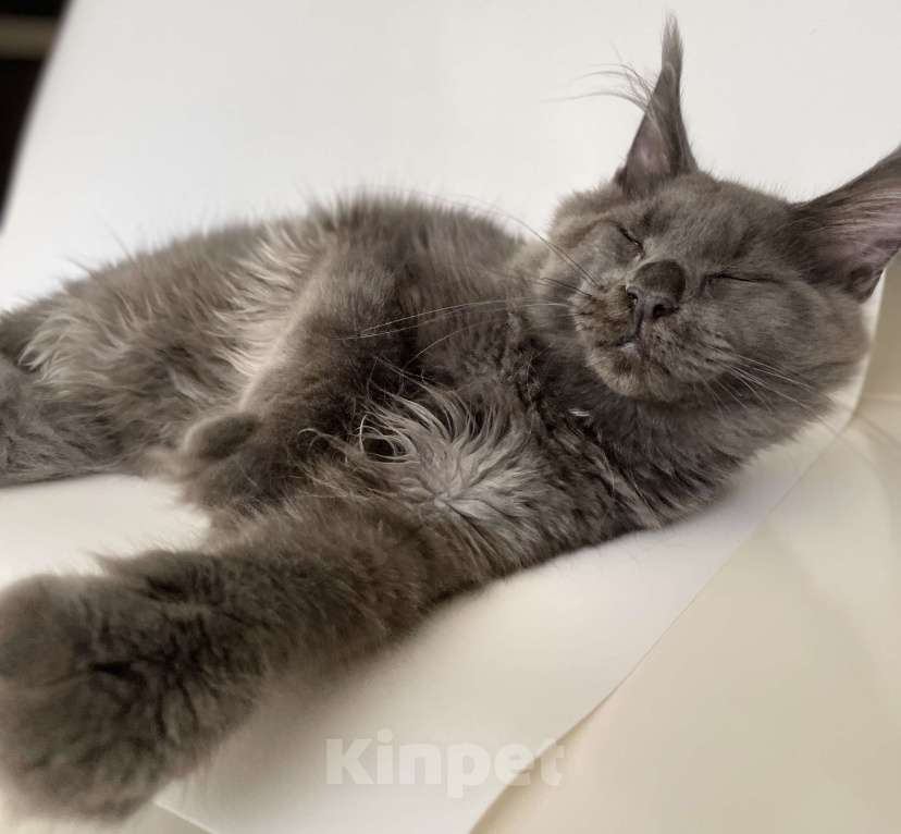 Кошки в Чайковском: кот мейн кун  MCO окрас - Имхо as 09 голубой дымчатый с белым.  Мальчик, 55 000 руб. - фото 9