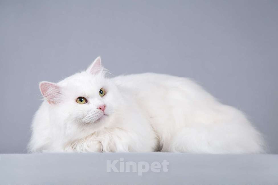 Кошки в Москве: Большой, белый и пушистый кот Сахарок в добрые руки Мальчик, 1 руб. - фото 3