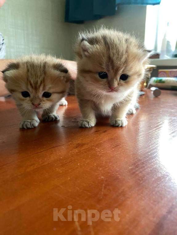 Кошки в Москве: Котята вислоухой золотистой шиншиллы  Девочка, 30 000 руб. - фото 4