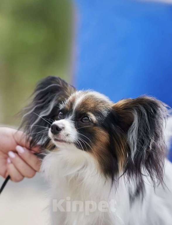 Собаки в Бийске: Щенки Мальчик, 40 000 руб. - фото 3