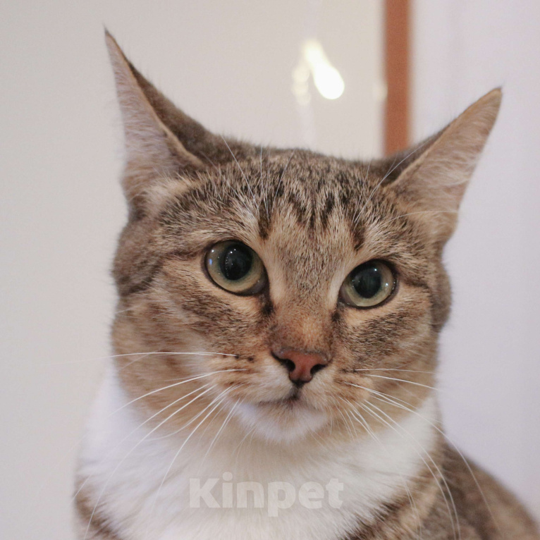 Кошки в Люберцах: Умная полосатая кошечка Девочка, Бесплатно - фото 2