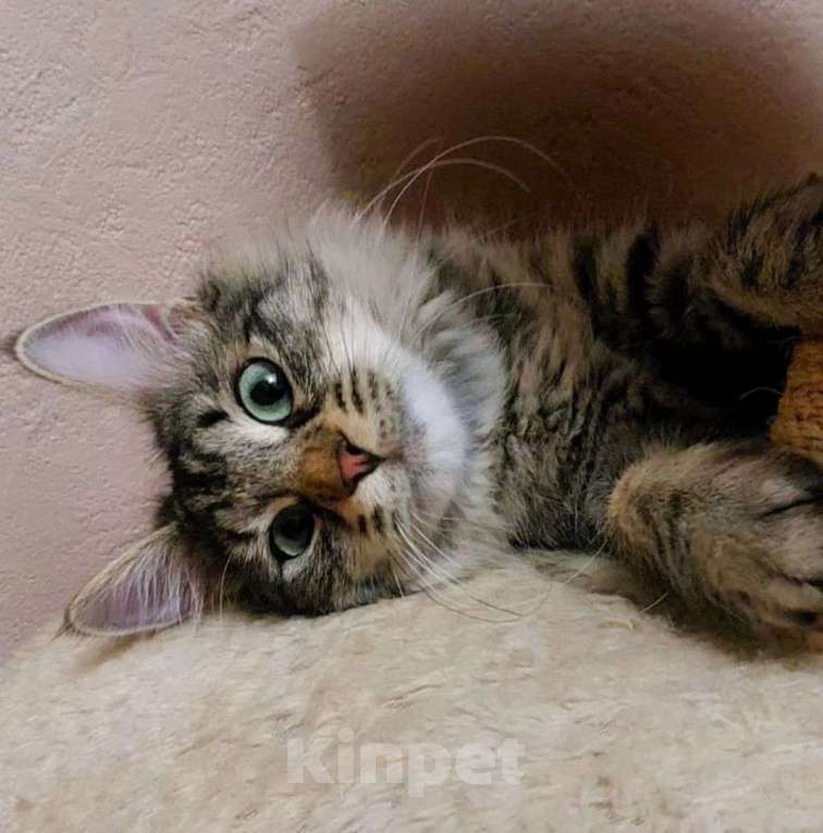 Кошки в Москве: Кейси вернули Девочка, Бесплатно - фото 3