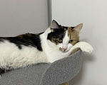 Кошки в Москве: Классная кошечка ищет дом Девочка, Бесплатно - фото 8