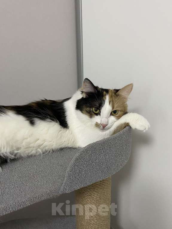 Кошки в Москве: Классная кошечка ищет дом Девочка, Бесплатно - фото 8