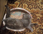 Кошки в Химках: Вязка c шотландским котом Мальчик, 3 000 руб. - фото 2