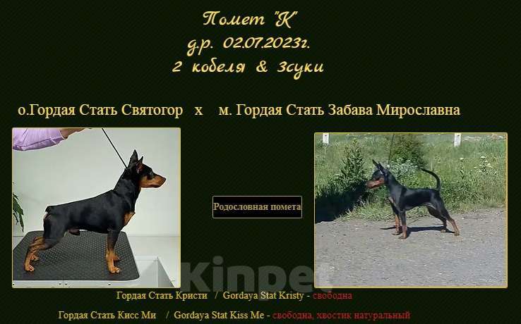 Собаки в Самаре: Девочки цвергпинчера Девочка, 30 000 руб. - фото 1