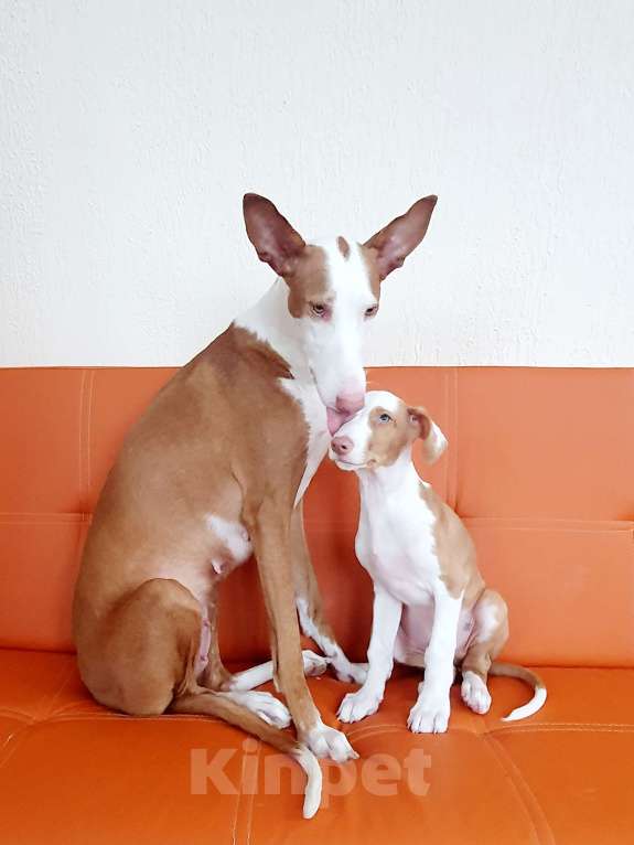 Собаки в Санкт-Петербурге: Щенок ПОДЕНКО ИБИЦЕНКО Мальчик, 85 000 руб. - фото 3