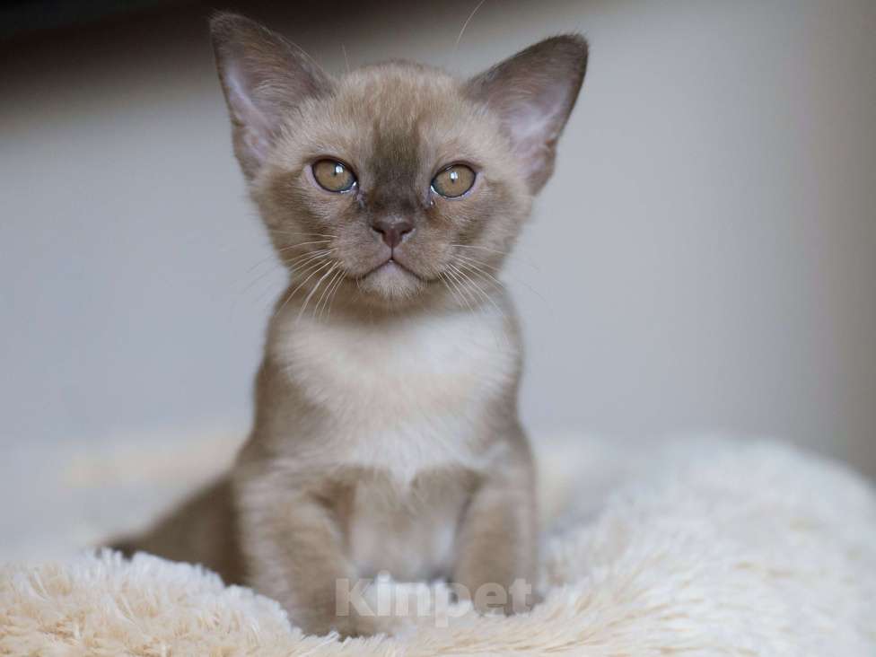 Кошки в Москве: Бурманские котята Мальчик, 110 000 руб. - фото 2