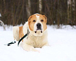 Собаки в Москве: Сагат Мальчик, Бесплатно - фото 1