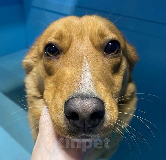 Собаки в Москве: У Тошки 5 дней на поиск дома Мальчик, Бесплатно - фото 3