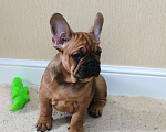 Собаки в Белореченске: Французский бульдог Мальчик, Бесплатно - фото 2