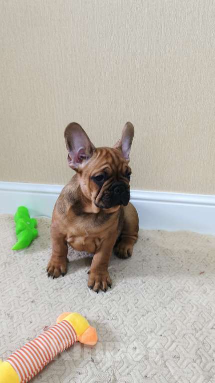 Собаки в Белореченске: Французский бульдог Мальчик, Бесплатно - фото 2
