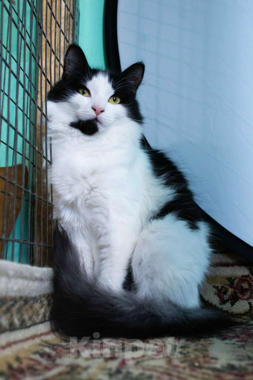 Кошки в Санкт-Петербурге: Пушистый котёнок Девочка, Бесплатно - фото 1