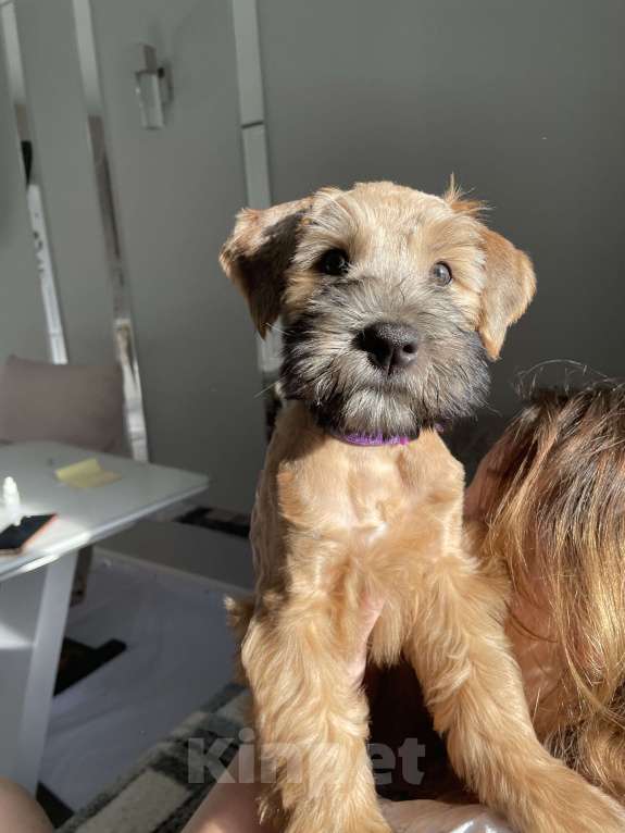 Собаки в Котельнике: Пшеничного терьера щенки Девочка, 100 000 руб. - фото 9