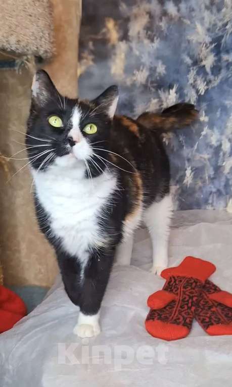 Кошки в Москве: Танцующая кошка в добрые руки  Девочка, Бесплатно - фото 8