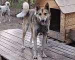 Собаки в Новокузнецке: Метис лайки в добрые руки, Бесплатно - фото 2
