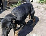 Собаки в Новосибирске: Собака, Бесплатно - фото 2