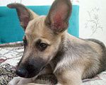 Собаки в Перми: Щенок лайки бесплатно Девочка, Бесплатно - фото 3