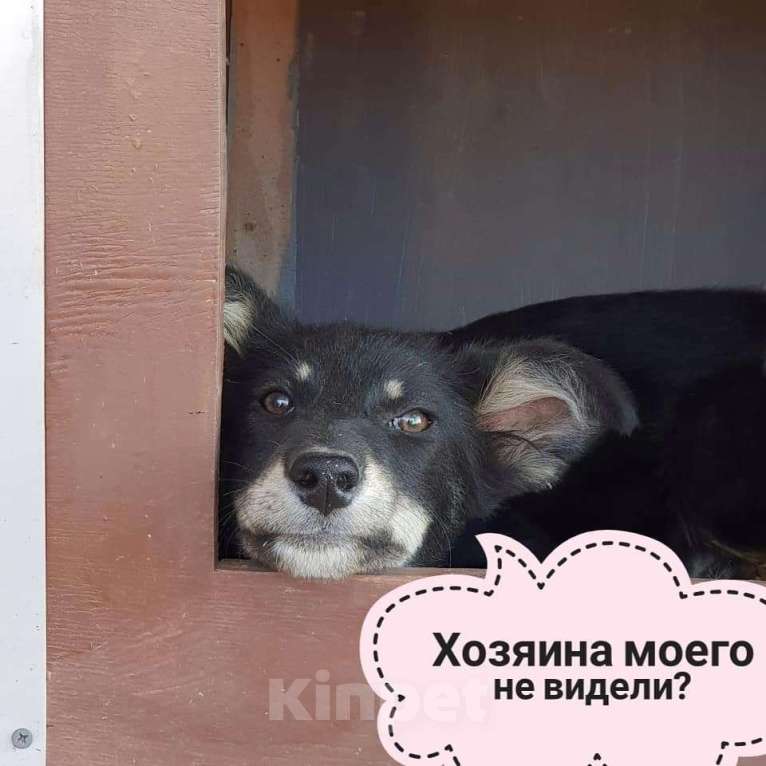 Собаки в Москве: Аза Девочка, Бесплатно - фото 1