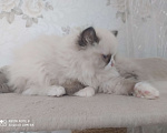Кошки в Барнауле: Продажа котят породы Регдолл Мальчик, 50 000 руб. - фото 2