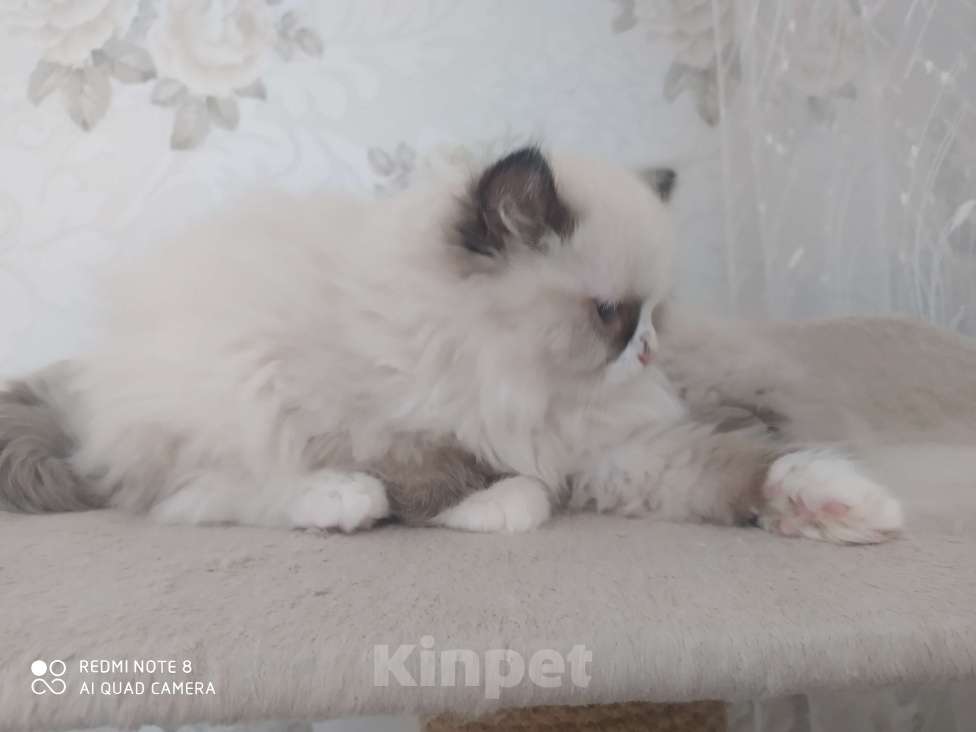 Кошки в Барнауле: Продажа котят породы Регдолл Мальчик, 50 000 руб. - фото 2