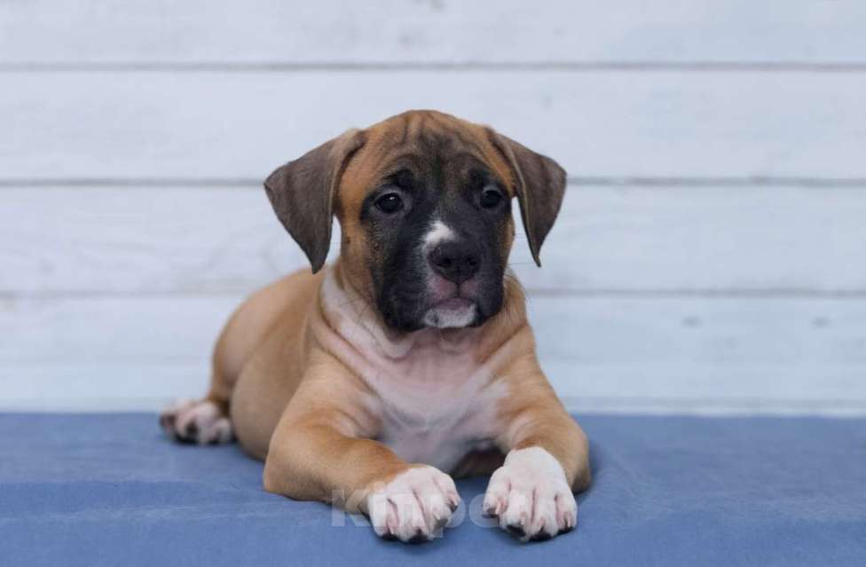 Собаки в Санкт-Петербурге: Ярко рыжая девочка амстаффа Девочка, 1 руб. - фото 9