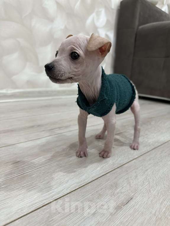 Собаки в Самаре: Тор Мальчик, 30 000 руб. - фото 5