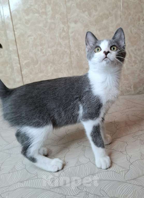 Кошки в Москве: Голубо-белый котёнок в добрые руки  Мальчик, Бесплатно - фото 8