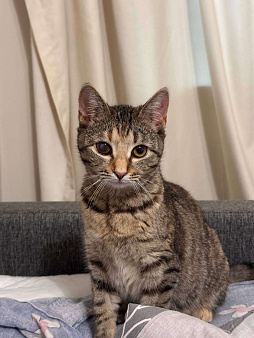 Кошечка с изюминкой