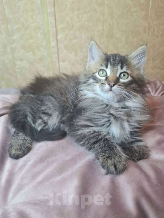 Кошки в Москве: Пушистый котенок в добрые руки  Мальчик, Бесплатно - фото 7