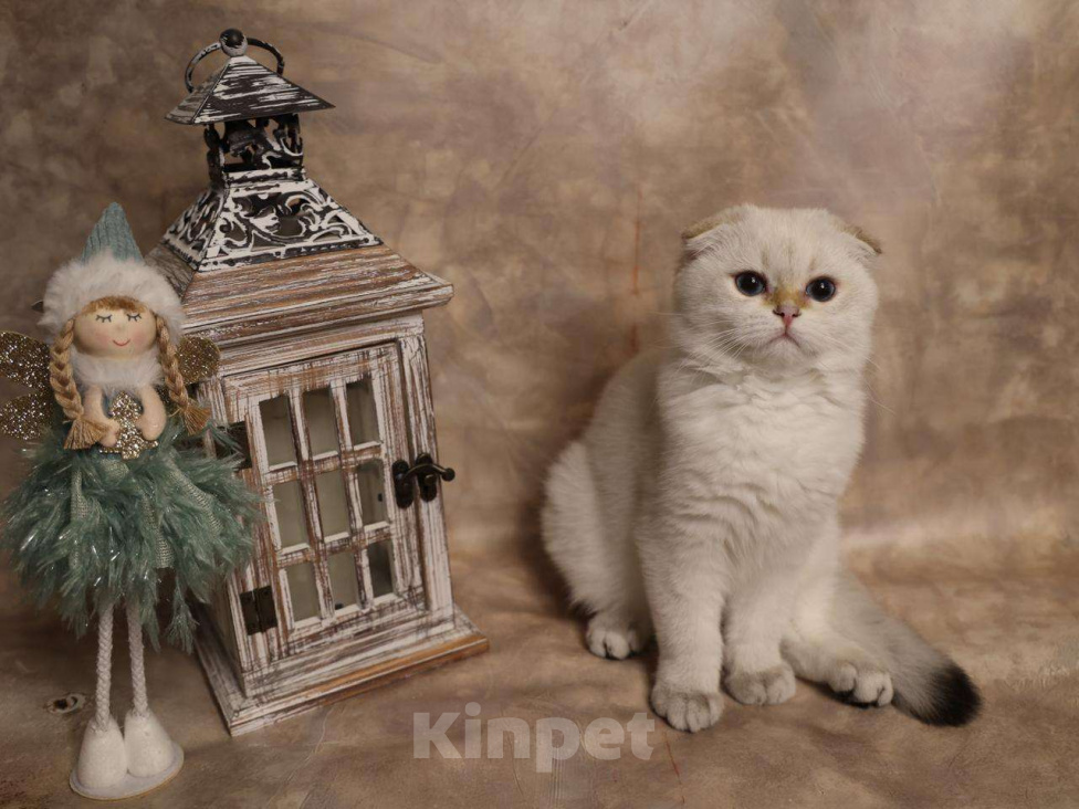 Кошки в Москве: Шотландский вислоухий короткошёрстный котёнок Мальчик, 50 000 руб. - фото 6