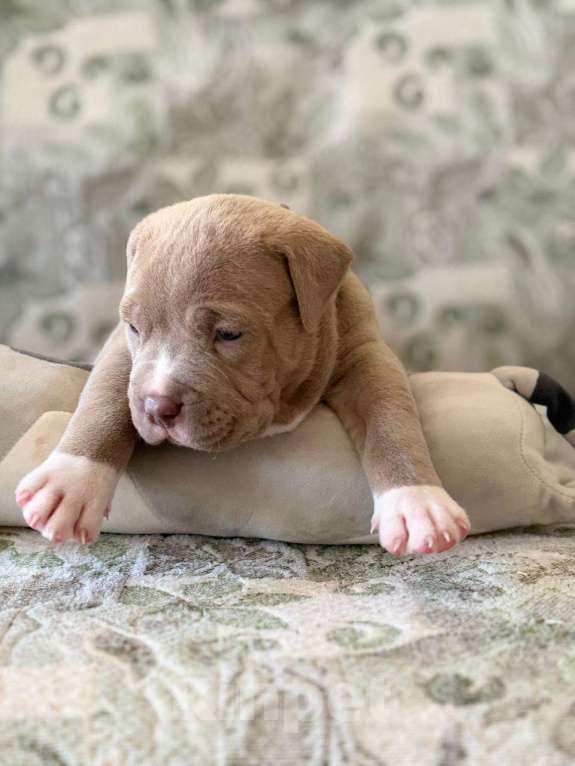 Собаки в Санкт-Петербурге: Американский булли XL  Мальчик, 350 000 руб. - фото 4