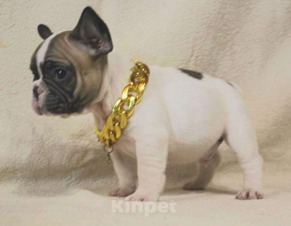 Собаки в Москве: Щенок французик  Мальчик, 130 000 руб. - фото 4