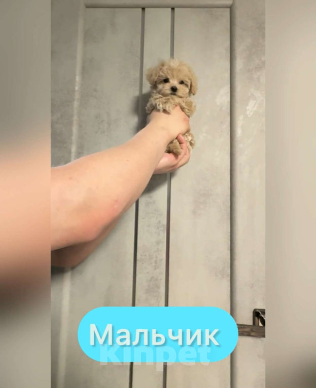 Собаки в Уфе: Мальтипу F1 Мальчики и девочки  Мальчик, 100 руб. - фото 1