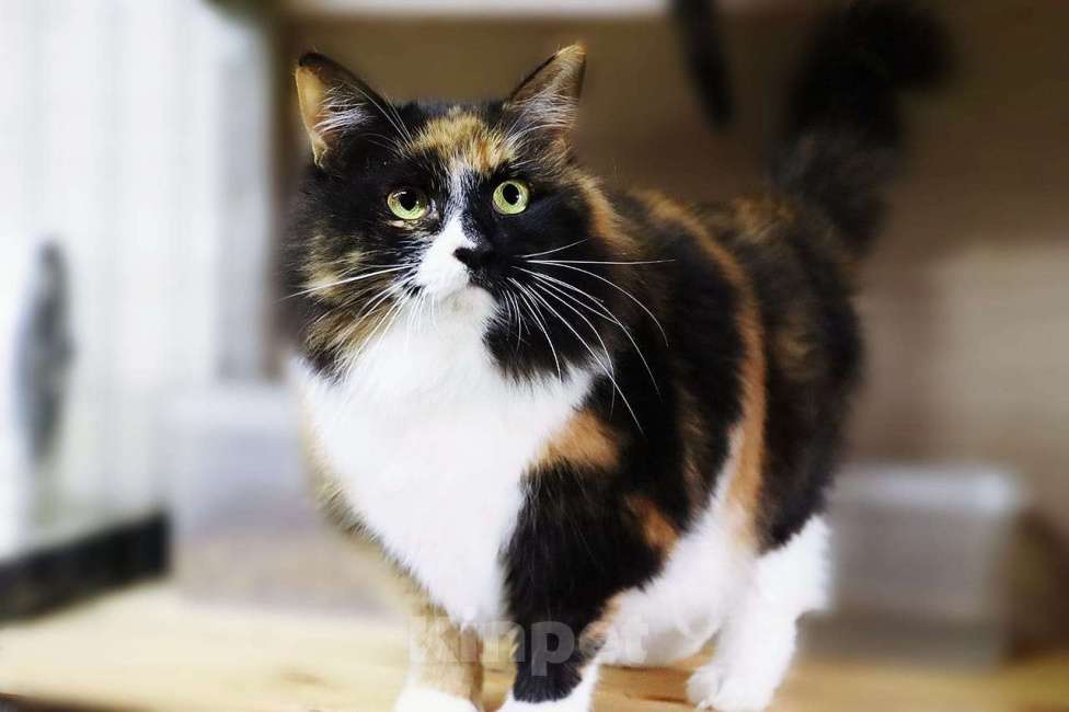 Кошки в Москве: Красавица Даша в поисках дома Девочка, Бесплатно - фото 1