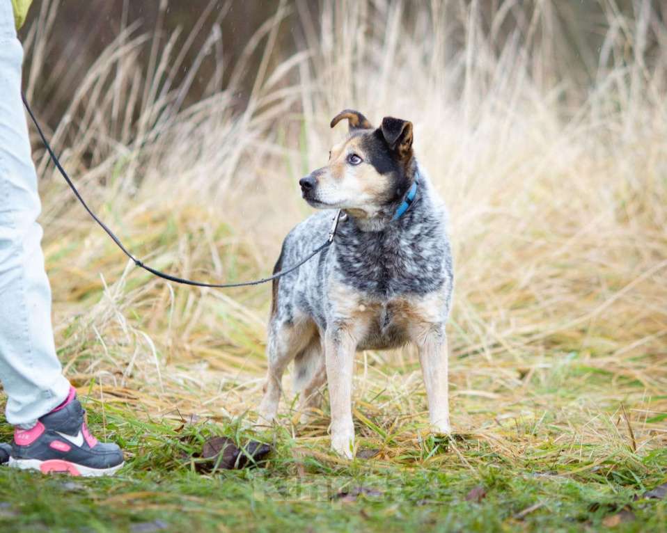 Собаки в Химках: Тино пес из приюта Мальчик, Бесплатно - фото 3