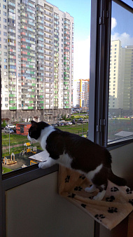 Объявление: Кот в хорошие ркки, 1 руб., Мурино
